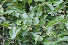 Grewia rhamnifolia